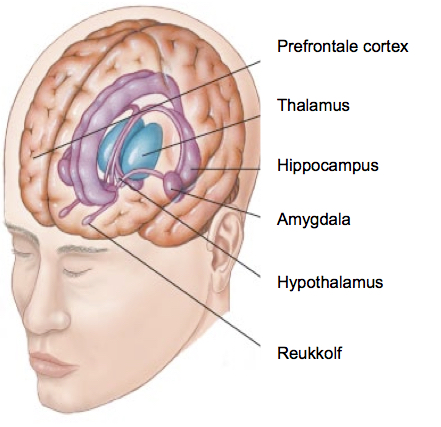 hersenen amygdala