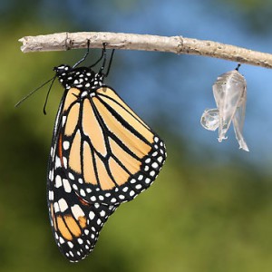 Wonderbaarlijk De metamorfose naar organisch leiderschap | Transformatio QQ-93